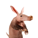Aardvark logo